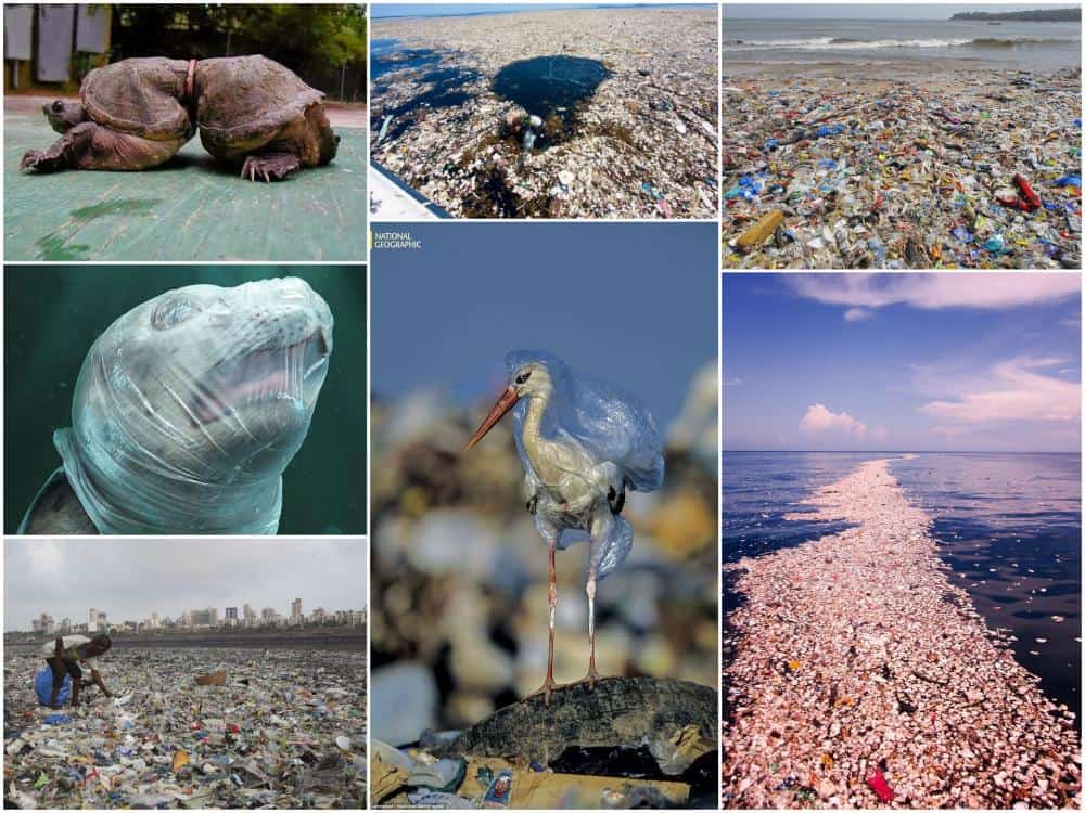 500 lat - rozkład plastikowej butelki... - blog cantino.pl